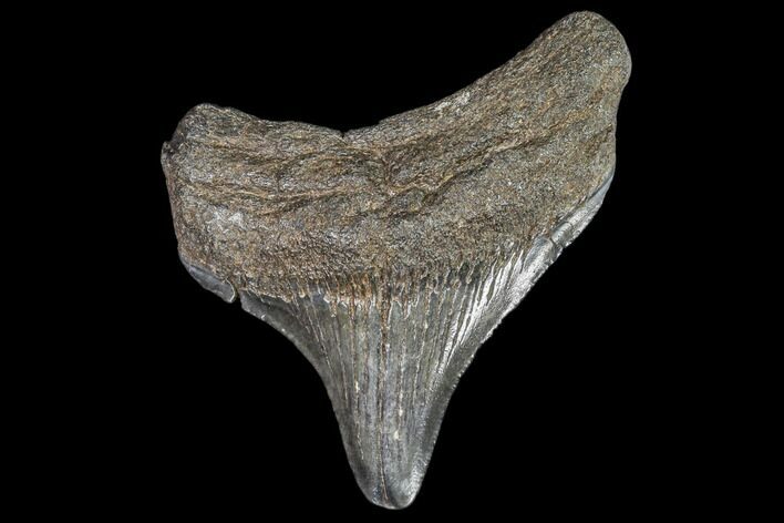 Juvenile Megalodon Tooth - Georgia #111639